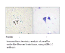 Product image for ACTR-1C Antibody