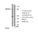 Product image for BRSK1 Antibody