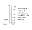 Product image for BRI3B Antibody