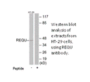 Product image for REQU Antibody