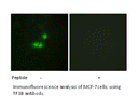 Product image for TF3B Antibody