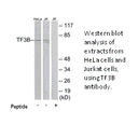 Product image for TF3B Antibody