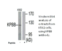 Product image for KPBB Antibody