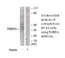 Product image for TMEPA Antibody