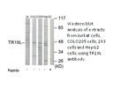 Product image for TR19L Antibody