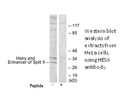 Product image for HES6 Antibody