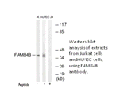 Product image for FAM84B Antibody