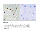 Product image for TREF1 Antibody