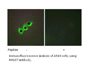 Product image for RHG07 Antibody