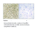 Product image for RHG07 Antibody