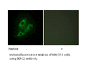 Product image for SERC2 Antibody