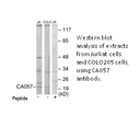 Product image for CA057 Antibody