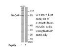 Product image for NADAP Antibody