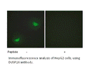 Product image for DUSP16 Antibody