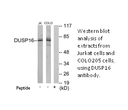 Product image for DUSP16 Antibody