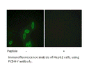 Product image for PCDH-Y Antibody