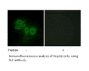 Product image for SLK Antibody