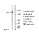 Product image for SLK Antibody