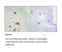 Product image for LASS4 Antibody