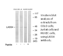 Product image for LASS4 Antibody