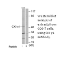 Product image for CKI-&gamma;1 Antibody