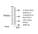 Product image for DUS2L Antibody