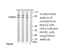 Product image for FAKD2 Antibody