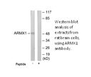 Product image for ARMX1 Antibody