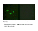 Product image for DNMT3B Antibody