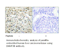 Product image for DNMT3B Antibody