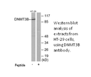 Product image for DNMT3B Antibody