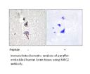 Product image for MRC2 Antibody