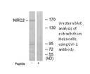 Product image for MRC2 Antibody