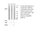 Product image for DBF4 Antibody