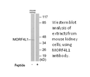 Product image for MORF4L1 Antibody