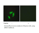 Product image for ARMX3 Antibody