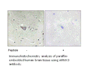 Product image for ARMX3 Antibody