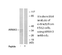 Product image for ARMX3 Antibody