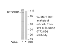 Product image for GTF2IRD1 Antibody