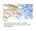 Product image for MED23 Antibody