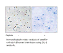 Product image for DIL-2 Antibody