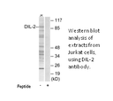 Product image for DIL-2 Antibody