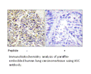 Product image for ASC Antibody