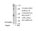 Product image for ASC Antibody