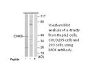 Product image for CHKB Antibody