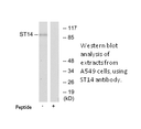 Product image for ST14 Antibody