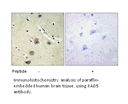 Product image for KAD5 Antibody