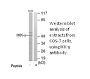 Product image for IKK-&gamma; Antibody