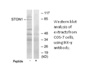 Product image for STON1 Antibody