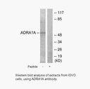 Product image for ADRA1A Antibody